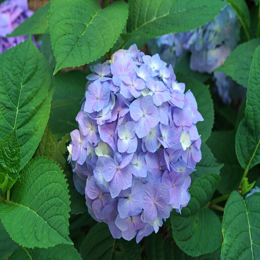Hydrangea macrophylla x serrata Let's Dance Sky View Proven